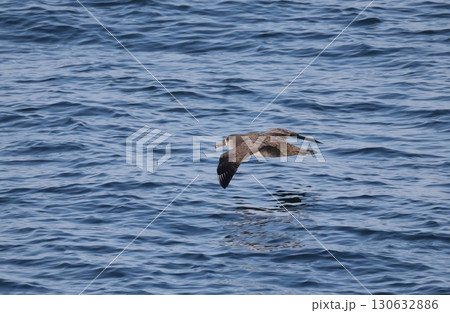 海上を飛ぶクロアシアホウドリ 海上を飛ぶクロアシアホウドリ 130632886