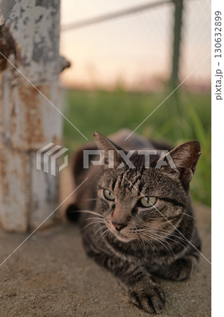 広場で遊ぶとら猫 広場で遊ぶとら猫 130632899