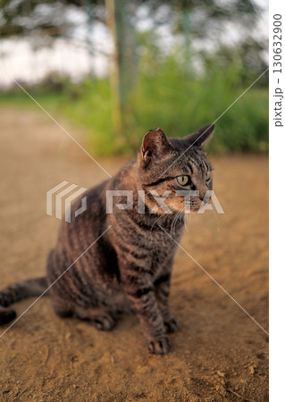 広場で遊ぶとら猫 広場で遊ぶとら猫 130632900