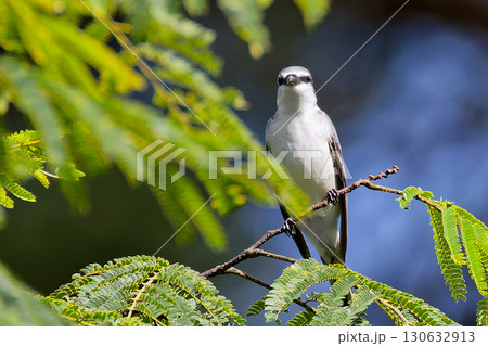 木に留まるサンショウクイの雌 130632913