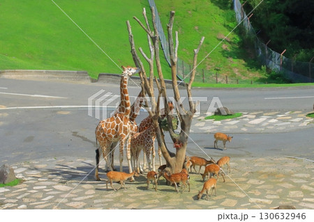 アミメキリン＆シカ（アフリカンサファリ） 130632946