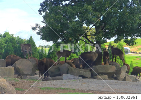 アフリカンサファリ(九州自然動物園) アフリカンサファリ(九州自然動物園) 130632961