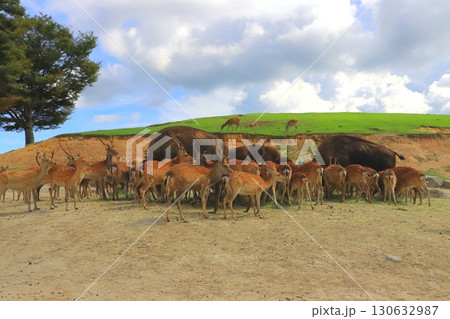 シカ&アメリカンバイソン(アフリカンサファリ) シカ&アメリカンバイソン(アフリカンサファリ) 130632987