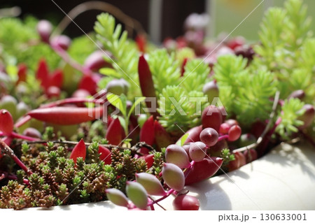 多肉植物 ルビーネックレス セダム 鉢植え 緑と赤の植物 多肉植物 ルビーネックレス セダム 鉢植え 緑と赤の植物 130633001