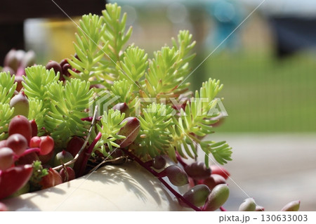 多肉植物　ルビーネックレス　セダム　鉢植え　緑と赤の植物 130633003