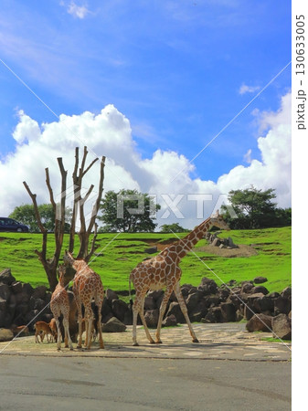 アミメキリン＆シカ（アフリカンサファリ・縦構図） 130633005