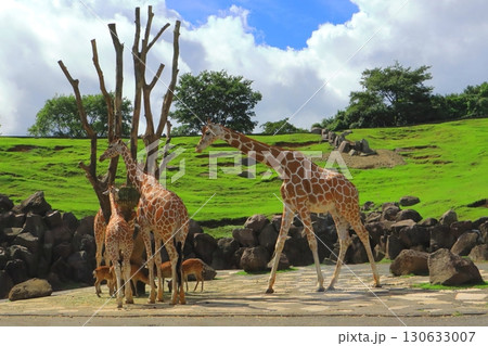 アミメキリン&シカ(アフリカンサファリ) アミメキリン&シカ(アフリカンサファリ) 130633007