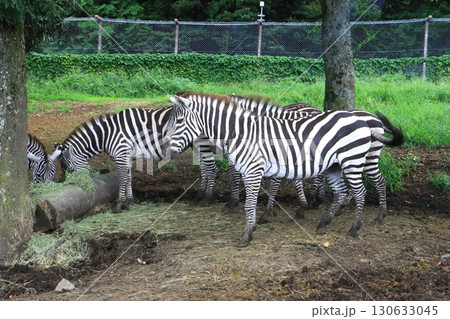 グランドシマウマ（アフリカンサファリ） 130633045
