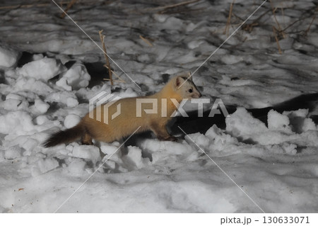 雪原を歩くエゾクロテン 130633071