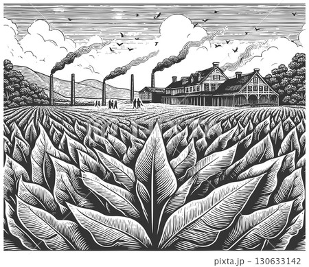 Tobacco Field with Industrial Factory Landscape 130633142