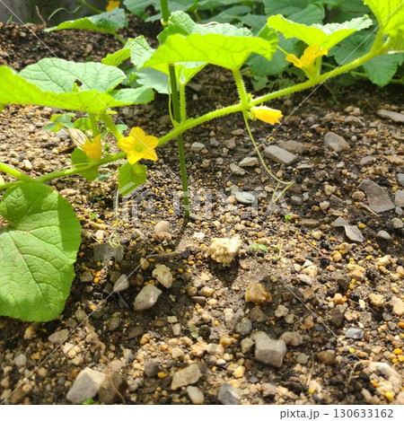 マクワウリの花 130633162