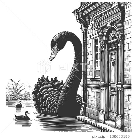 Giant Black Swan Unexpected Visitor Metaphor 130633199