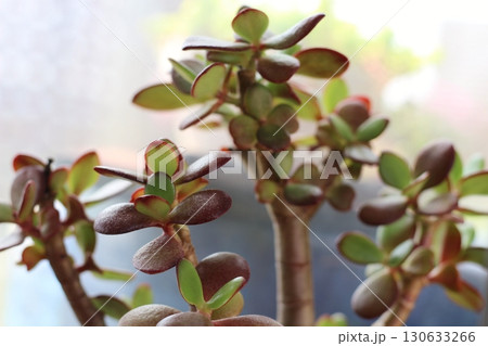 多肉植物 金のなる木 成金草 花月 多肉植物 金のなる木 成金草 花月 130633266