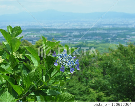 あじさい咲く善峯寺 130633364