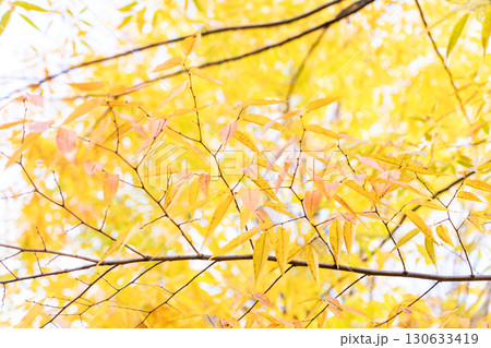 紅葉したケヤキの葉 130633419