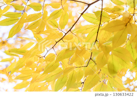 爽やかな黄葉のケヤキの紅葉 130633422