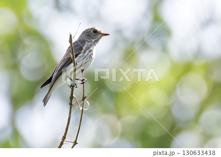 渡りの途中のエゾビタキ 130633438