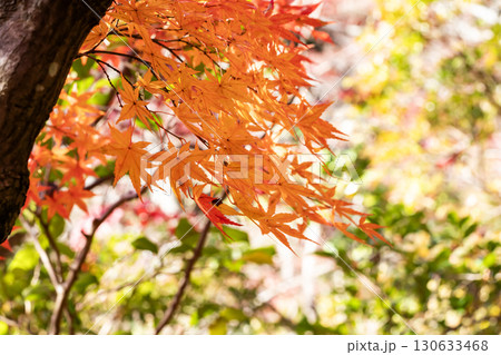 紅葉したモミジ 130633468