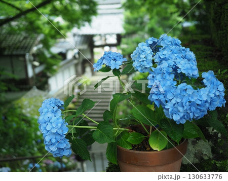 あじさいの咲く華観音寺 130633776