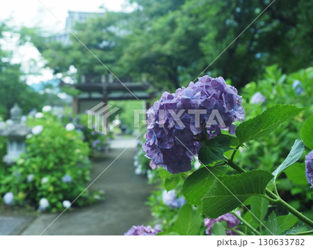 あじさいの咲く華観音寺 あじさいの咲く華観音寺 130633782