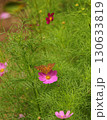 コスモスの花の蜜を吸う蝶 130633819