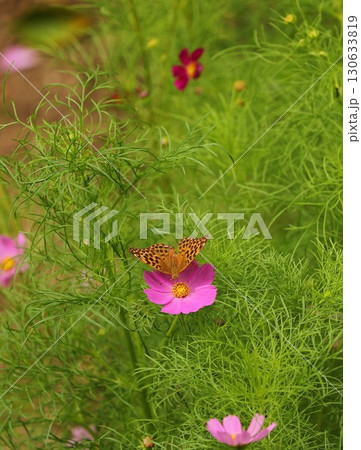 コスモスの花の蜜を吸う蝶 130633819