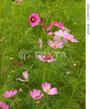 秋の野原に咲くピンクのコスモスと蝶 秋の野原に咲くピンクのコスモスと蝶 130633820