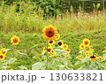 独鈷山のひまわり畑 130633821