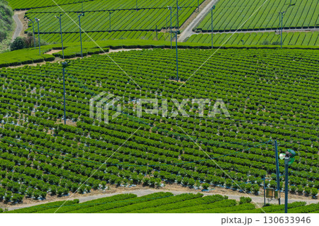 京都府綴喜郡宇治田原町で撮影した緑豊かな茶畑と桜 京都府綴喜郡宇治田原町で撮影した緑豊かな茶畑と桜 130633946