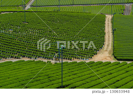 京都府綴喜郡宇治田原町で撮影した緑豊かな茶畑と桜 京都府綴喜郡宇治田原町で撮影した緑豊かな茶畑と桜 130633948