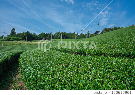 京都府綴喜郡宇治田原町で撮影した緑豊かな茶畑と桜 京都府綴喜郡宇治田原町で撮影した緑豊かな茶畑と桜 130633961