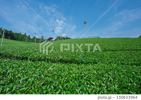 京都府綴喜郡宇治田原町で撮影した緑豊かな茶畑と桜 京都府綴喜郡宇治田原町で撮影した緑豊かな茶畑と桜 130633964