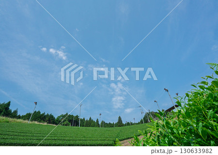 京都府綴喜郡宇治田原町で撮影した緑豊かな茶畑と桜 京都府綴喜郡宇治田原町で撮影した緑豊かな茶畑と桜 130633982