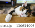 虹彩メラノーマ　猫 130634006