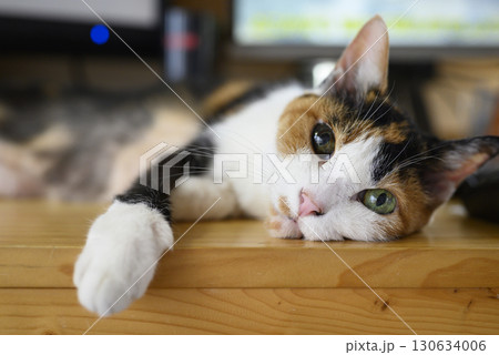 虹彩メラノーマ　猫 130634006