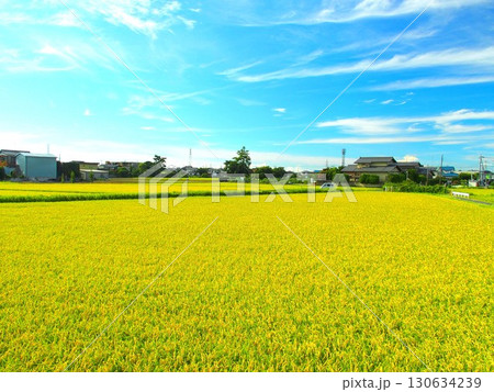 夏の近郊の豊作の田圃風景 夏の近郊の豊作の田圃風景 130634239