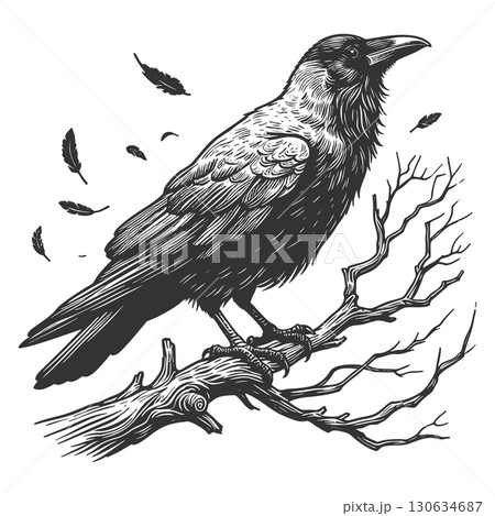 raven perched on branch vector illustration raven perched on branch vector illustration 130634687