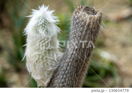 サボテン老楽 130634779