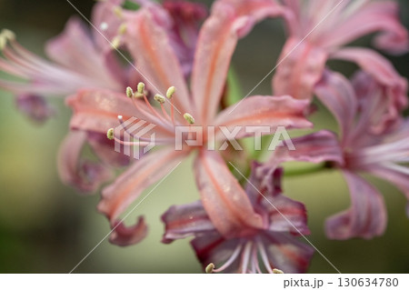 ダイヤモンドリリーの花(ネリネ) ダイヤモンドリリーの花(ネリネ) 130634780