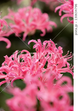 ピンクのネリネ ピンクのネリネ 130634796