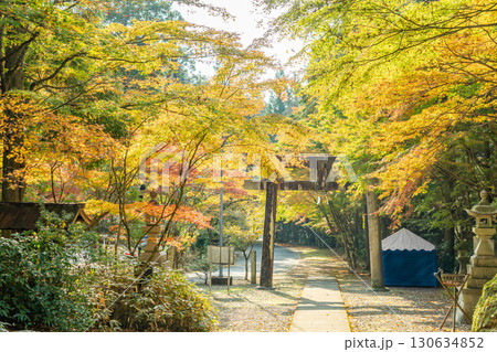 岐阜県美濃市 秋の大矢田神社の紅葉と鳥居 岐阜県美濃市 秋の大矢田神社の紅葉と鳥居 130634852