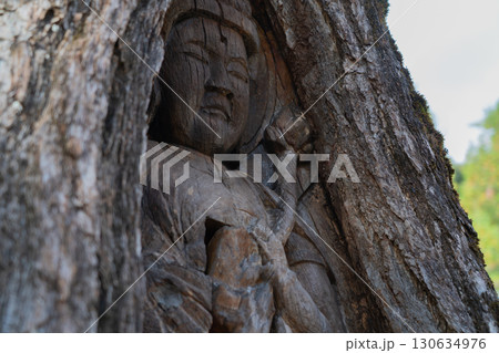 若狭町に所在する城谷山諦応寺山門近くに立つ樹齢約450年の銀杏の木に彫られた十一面観音立 130634976
