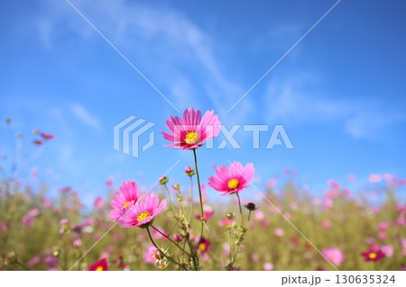 コスモス 秋桜 秋 コスモス 秋桜 秋 130635324