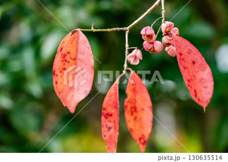 マユミの赤い実と紅葉 マユミの赤い実と紅葉 130635514