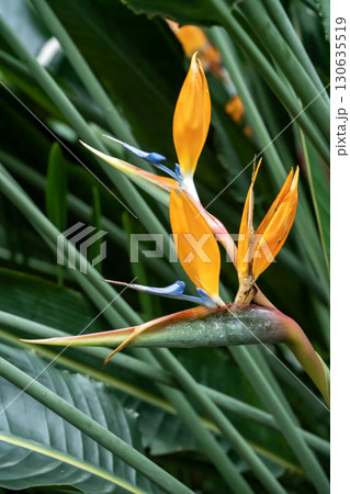 オレンジ色い極楽鳥花の花 オレンジ色い極楽鳥花の花 130635519