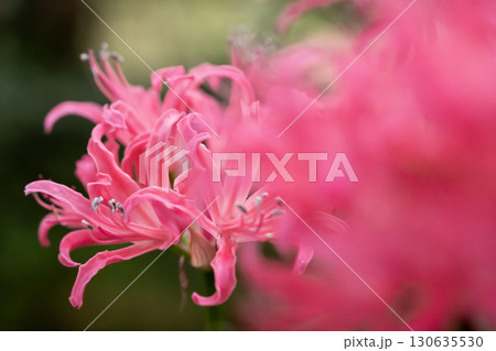 ピンクのネリネ 130635530