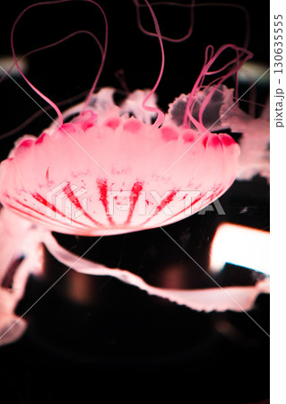 水槽に漂うクラゲ 130635555