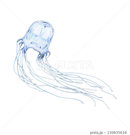 Box jellyfish underwater animal hand drawn realistic illustration. Floating wildlife sea dangerous poisonous creature with tentacles. Single box jellyfish on white background 130635616