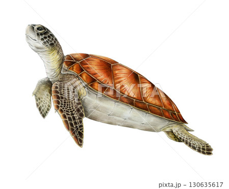 Green sea turtle marine life animal realistic hand drawn illustration. Chelonia mydas aquatic wildlife reptile vintage style illustration. Sea turtle side view isolated on white background 130635617