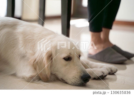 飼い主の足元で寄り添うゴールデンレトリーバー 飼い主の足元で寄り添うゴールデンレトリーバー 130635836